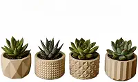 Kit de 8 Vasinhos Decorativos de Gesso - Ideal para Cactos e Plantas Artificiais, para Mesa/Estante/Sala, Design Delicado(KIT 4 VASINHOS)