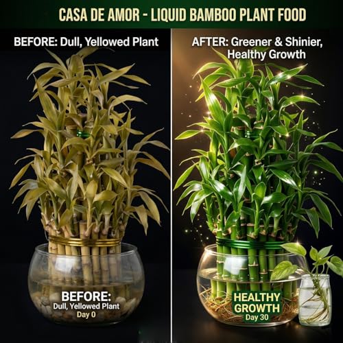 Image of Casa De Amor Bamboo Plant Food for Lucky Bamboo & Money Plants | Liquid Fertilizer for Indoor Water Plants | Growth Booster for Green Leaves & Strong Roots | 2 x 50ml (100ml Total)