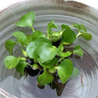 （浮草）メダカ 金魚 ホテイアオイ ホテイ草 国産（ホテイアオイ）（１０株）産卵床 水質浄化 水草 ビオトーブ 玉草 CHARMロゴシール付き