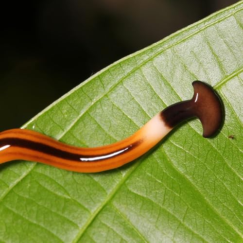 『Episode 1: Hammerhead Worm』のカバーアート