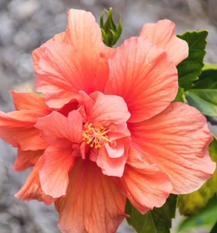 Hibiscus plant(peach) multi layer (1 healthy live plant) (B0CLKC7XDM) Amazon Price History, Amazon Price Tracker