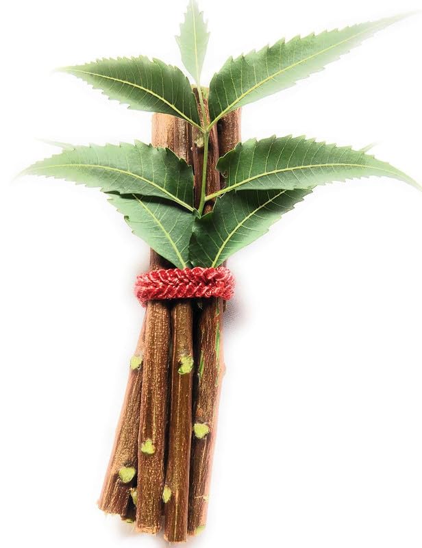 Neem Healthy Stick Herbal Neem Tooth Cleaning Twig for Gum Massage and Fresh Breath, 6-7 Inch (20 Healthy Stick)-image-45