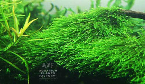 Java Muschio Vesicularia Golf Ball Acquario APF Live Aquatic Plants