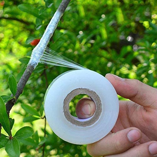 SAIDEEP AGROO MAART 1 inch x 100 meter Grafting Stretchable Tape for Nursery and Garden, Length- 100 meter and Width- 24mm (Pack of 1)