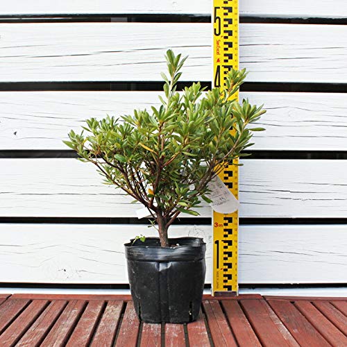 Amazon | さつき 苗 【一生の春 （いっしょうのはる）】 4号ポット苗