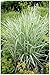Produktbild Stauden Gänge 3 x Phalaris arundinacea 'Picta' im 1 Liter Topf (Ziergras/Gräser/Winterhart/Mehrjährig/Staude/Stauden) Rohrglanzgras - Filigrane Streifen, die Akzente setzen