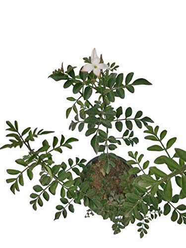 BHAJANLAL GREENERY White Chameli flowers Live Plant,with (Included pot) (B09D17YWP8) Amazon Price History, Amazon Price Tracker