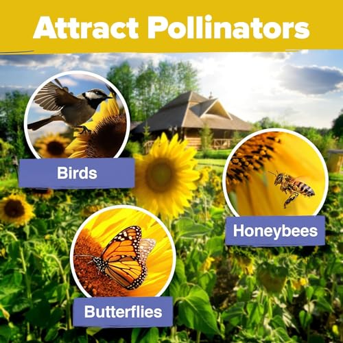 Image of HOME GROWN Sunflower Seeds for Planting | 8 Varieties |1000+ Non-GMO Sun Flower Seeds Packets to Plant: Grow Dwarf Sunflowers, Mexican Sunflowers, Wild, Lemon Queen,Autumn Beauty,Sunspot, Velvet Queen