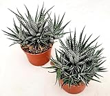 Zoom IMG-1 powers to flowers cactus haworthia Zoom IMG-1 powers to flowers cactus haworthia