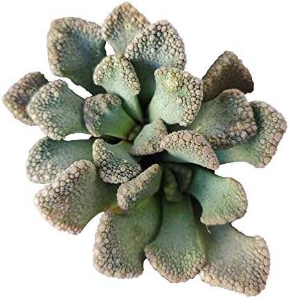 Titanopsis calcarea - Planta joya de hormigón suculenta (2 pulgadas)