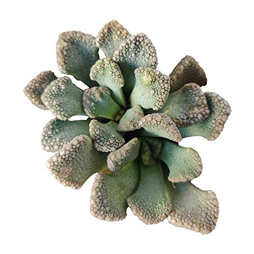 Titanopsis calcarea Jewel Plant Concrete Leaf Succulent (2 inch)