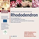rhododendron kaufen dehner  Rhododendron