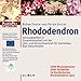 Produktbild Rhododendron