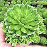 orostachys spinosa pflege 1pc Potseed Keimung Samen: Über 100 Stück Rare Sukkulente Samen Orostachys. Iwarenge Kakteensamen Seltene Blumen