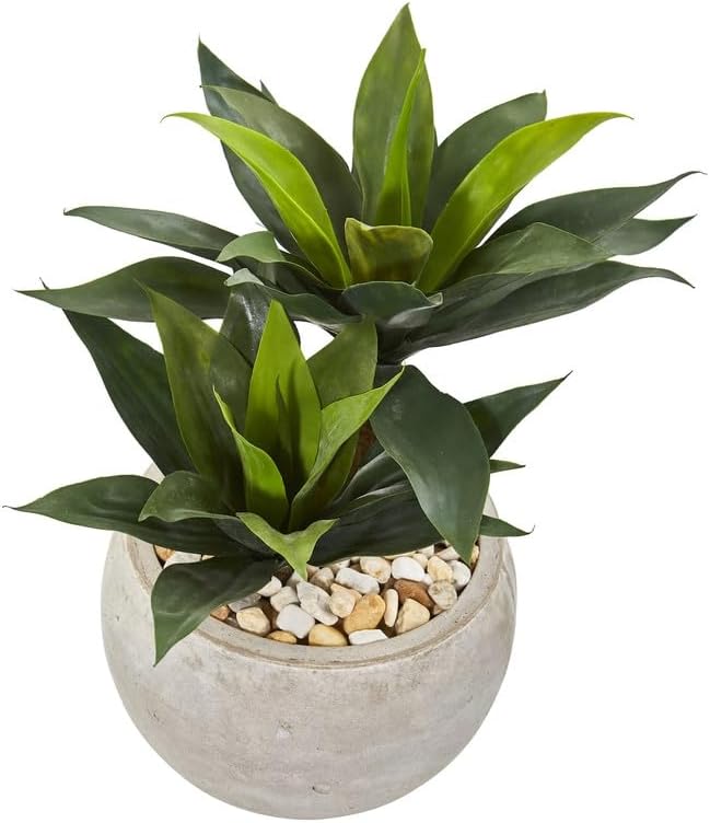 Agave potatorum Rare Live Plant | Blue Agave Big Size For Indoor Plant-f17