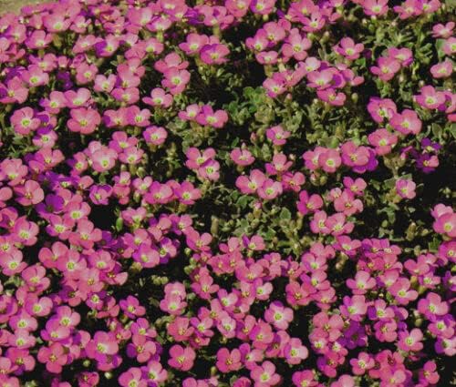 1,000 Bulk Seeds Aubrieta Rock Cress Whitewell Gem Aubrieta Hybrida jocdw (Seeds)