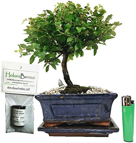 (sa15BF) Chinese Bird Plum Flowering Indoor Bonsai Tree + Free Food