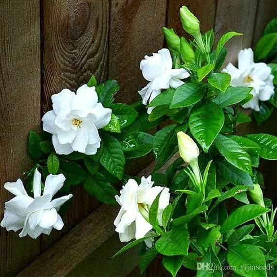 Image of Gandharaj Flower Plant Live with Pot | Grafted Hybrid Gardenia Plant | Fragrant Sugandharaj Flowering Plant for Home Garden Balcony Terrace Outdoor Decor | All Season Blooming Plant | Pack of 1