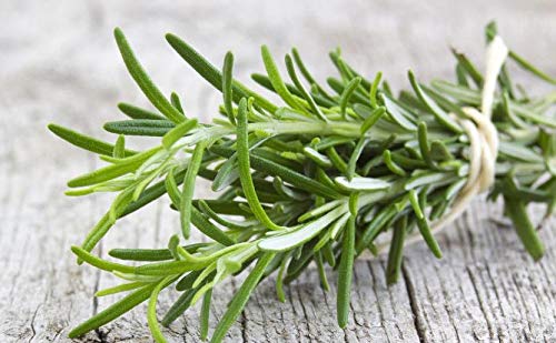 Casa Giardino - Rosmarino - per la coltivazione indoor e balcone - 80 Semi
