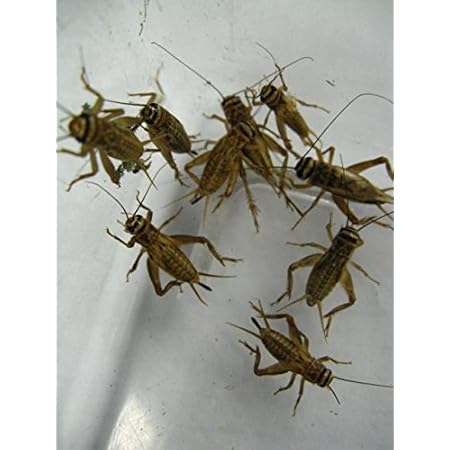 人気定番 生餌 ヨーロッパイエコオロギ ｍ １６０グラム 約４８０匹 爬虫類 両生類 大型魚 餌 エサ 沖縄 離島 タイム便 航空便 人気絶頂 R4urealtygroup Com