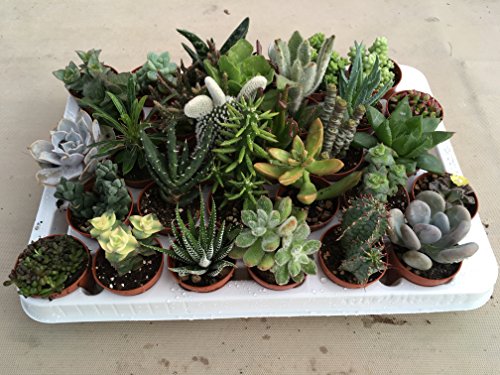 Pungilandia Set trenta piante grasse in vaso cm. 5,5 tutte senza spine ]