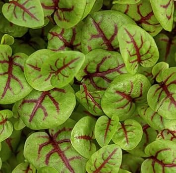 Hoss Red Panda Sorrel Microgreen Seeds | 8 Grams