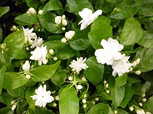 (Jasminum SambacAmbizu New Asmine Flower Seeds 50pcs/pack White Jasmine Seeds, Fragrant Plant Arabian Jasmine Seeds