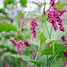 Kiss-Me-Over-The-Garden-Gate Polygonum Orientale - Grow Now or Store for Future Planting - Capsule of 20 Seeds