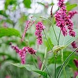 Frozen Seed Capsules - Kiss-Me-Over-The-Garden-Gate (Polygonum Orientale) - Grow Now or Store for Future Planting - Capsule of 20 Seeds