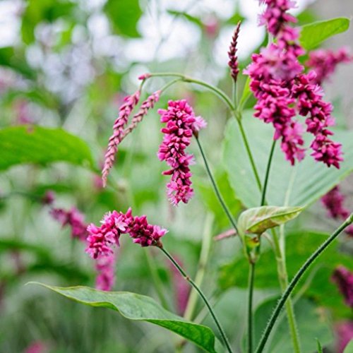 Frozen Seed Capsules - Kiss-Me-Over-The-Garden-Gate (Polygonum Orientale) - Grow Now or Store for Future Planting - Capsule of 20 Seeds
