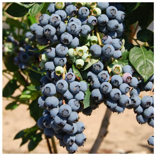 3 x Blueberry 'Herbert' Fruit Bushes in 9cm Pots, Very Tasty Edible Berries
