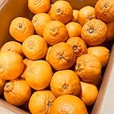 不知火柑 でこみかん �