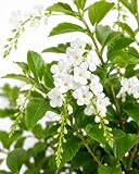 White Duranta erecta 'Alba' Live Flowering Shrub 4 Inch Pot