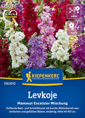 Kiepenkerl Levkojensamen Mammut Excelsior Mischung 1063010 - duftende Beet- und Schnittblume mit bunten Blütenkerzen - Pflanzen, Blumensamen, Saatgut