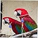 Kisangel 1set Bird Neck Training Chain for Parrots Collar for Safe Outdoor Training Lightweight and Portable Parrot Leash for Bird Owners
