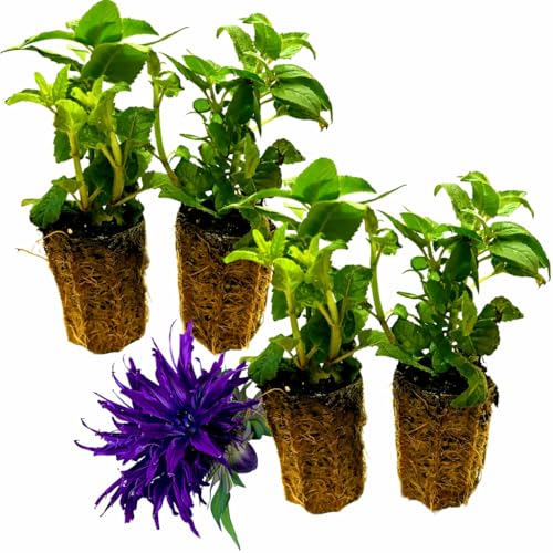 Set of 4 Live Flowering Bee Balm Plants Vivid Deep Purple Blooms - Monarda Attracts Butterflies & Bees 4 Live Plug Plants (~4 Tall) NOT Potted Perennial