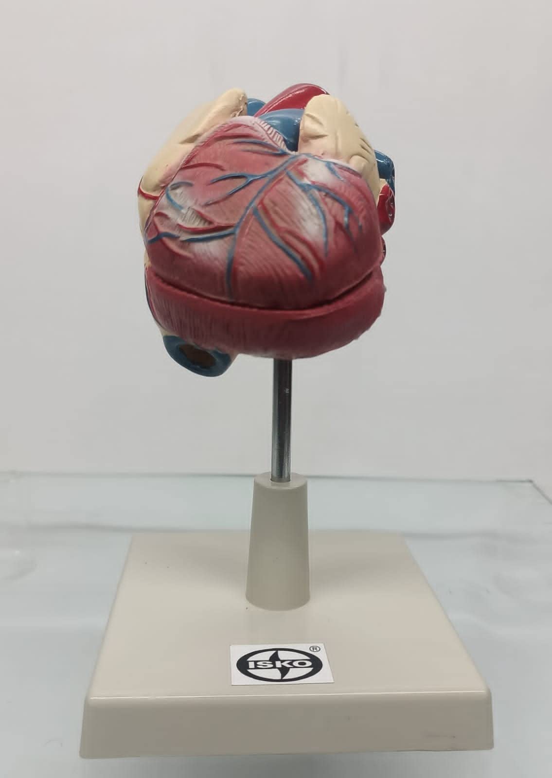 See full amazon price history chart for ISKO® Human Heart Model In 2 Parts with Stand made with Fiber ISKO® Human Heart Model In 2 Parts with Stand made with Fiber (B0B2DGGXGN) Amazon Price History, Amazon Price Tracker