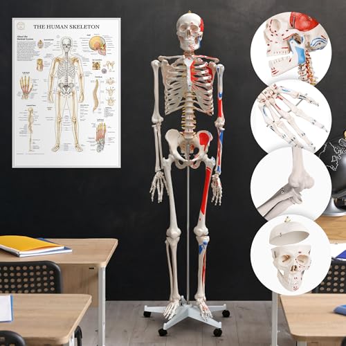 Anatomie Skelett Jago mit Poster und Ständer, lebensgroß und beweglich