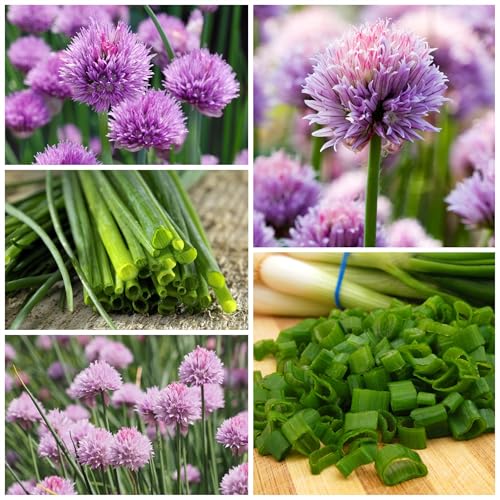 Seed Needs Borage & Chives Seeds for Planting Fresh Kitchen Herbs - Non-GMO Heirloom & Untreated Perennial Herb Seed to Plant a Culinary Garden Indoors or Outdoors (2 Pack Duo) - Thumbnail 2