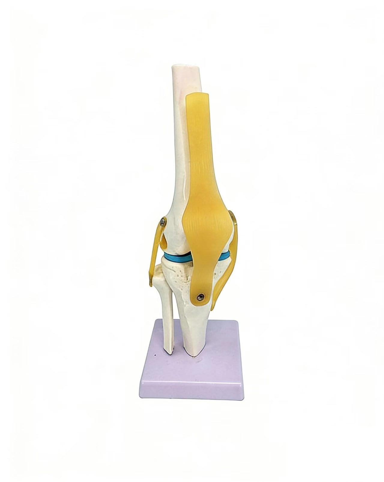 YNIYUJKL Human Functional Knee Joint Model, With Ligament, Life Size Movable Knee Anatomy Model For Medical Teaching, Clinic Demonstration, Patient Education