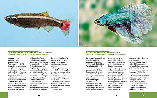 80 poissons exotiques – vue 5