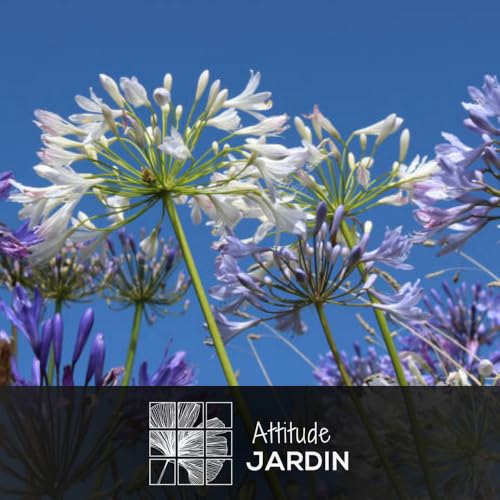 Agapanthus africanus