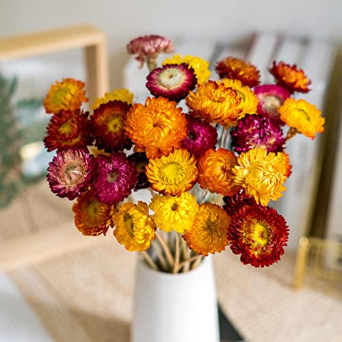 Natural Dried Daisy Flowers Bouquet - 20 Pcs Multicolor Daisies Dried Sunflowers Chrysanthemum, Dry...