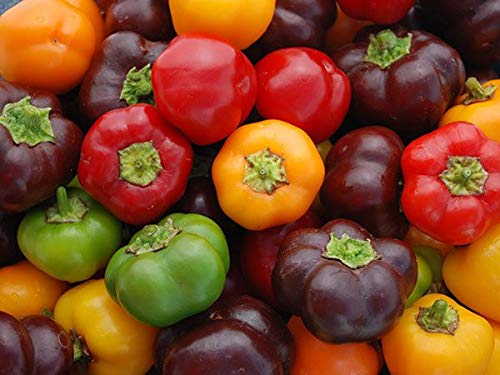 Mini peperone dolce miscela di semi di raccolta di Serendipity! Dolce gustoso e delicato (40)