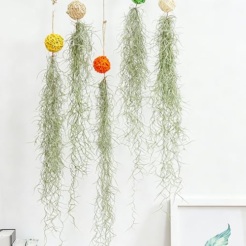 tillandsia - balcón invernadero invierno jardín colgantes jardín 1Plantas