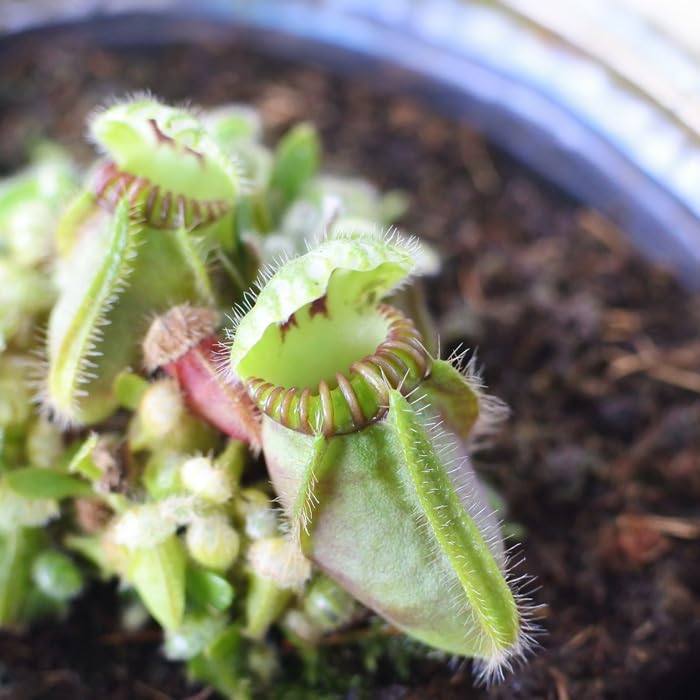 Amazon｜不思議な食虫植物 セファロタス 食虫植物 フクロユキノシタ