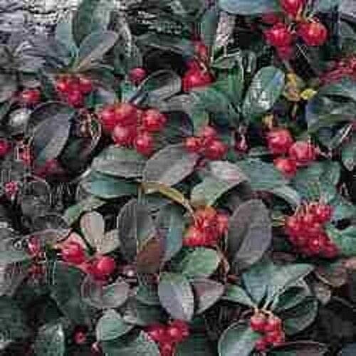 GETSO Seeds Package Not Plants: SEEDS Wintergreen Flower /