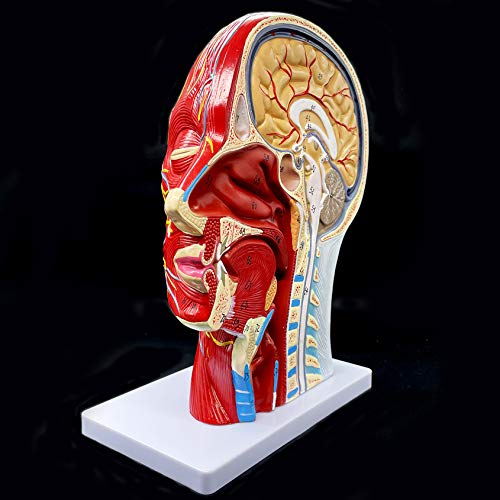 Image of Human Head Anatomical Model Life-Size Nasal Cavity Throat Brain Anatomy for Science Classroom Study Display Teaching Model