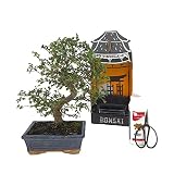 bonsai zelkova interior Bonsái Zelkova 8 años PACK INICIACIÓN BONSAI NATURAL DE INTERIOR DE ZELKOVA 8 AÑOS INCLUYE TIJERAS 120MM Y ABONO ECO