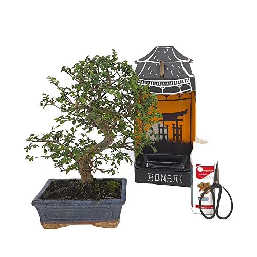 PACK INICIACIÓN BONSAI NATURAL DE INTERIOR DE ZELKOVA 8 AÑOS INCLUYE TIJERAS 120MM Y ABONO ECO
